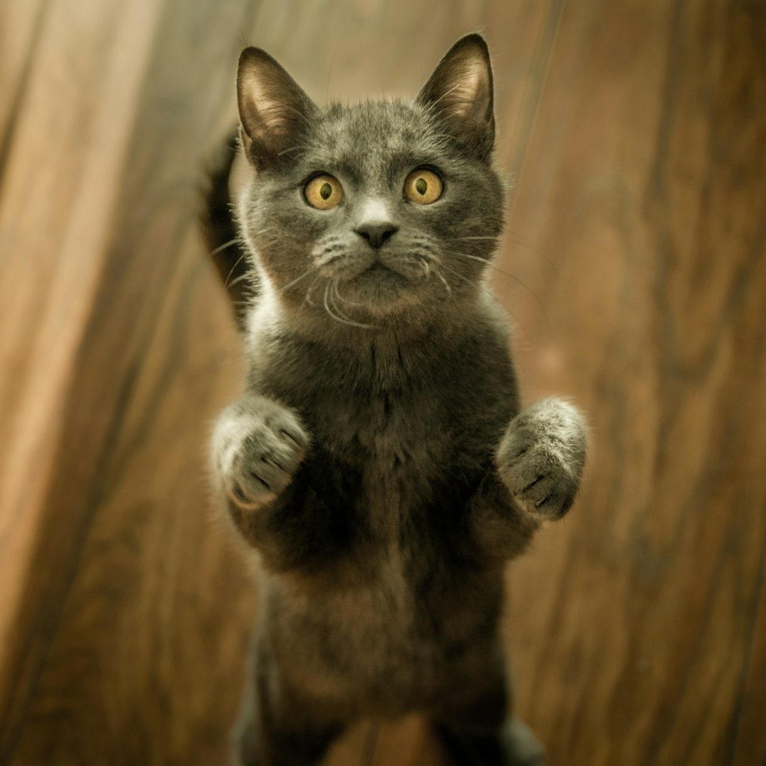Solihull Cat Sitter Pet sitter in Solihull caring for a house cat while owners are away
