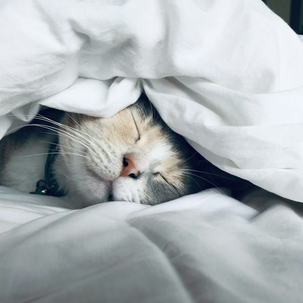 Solihull Cat Sitter Calm cat sleeping soundly thanks to reliable at-home pet sitting service