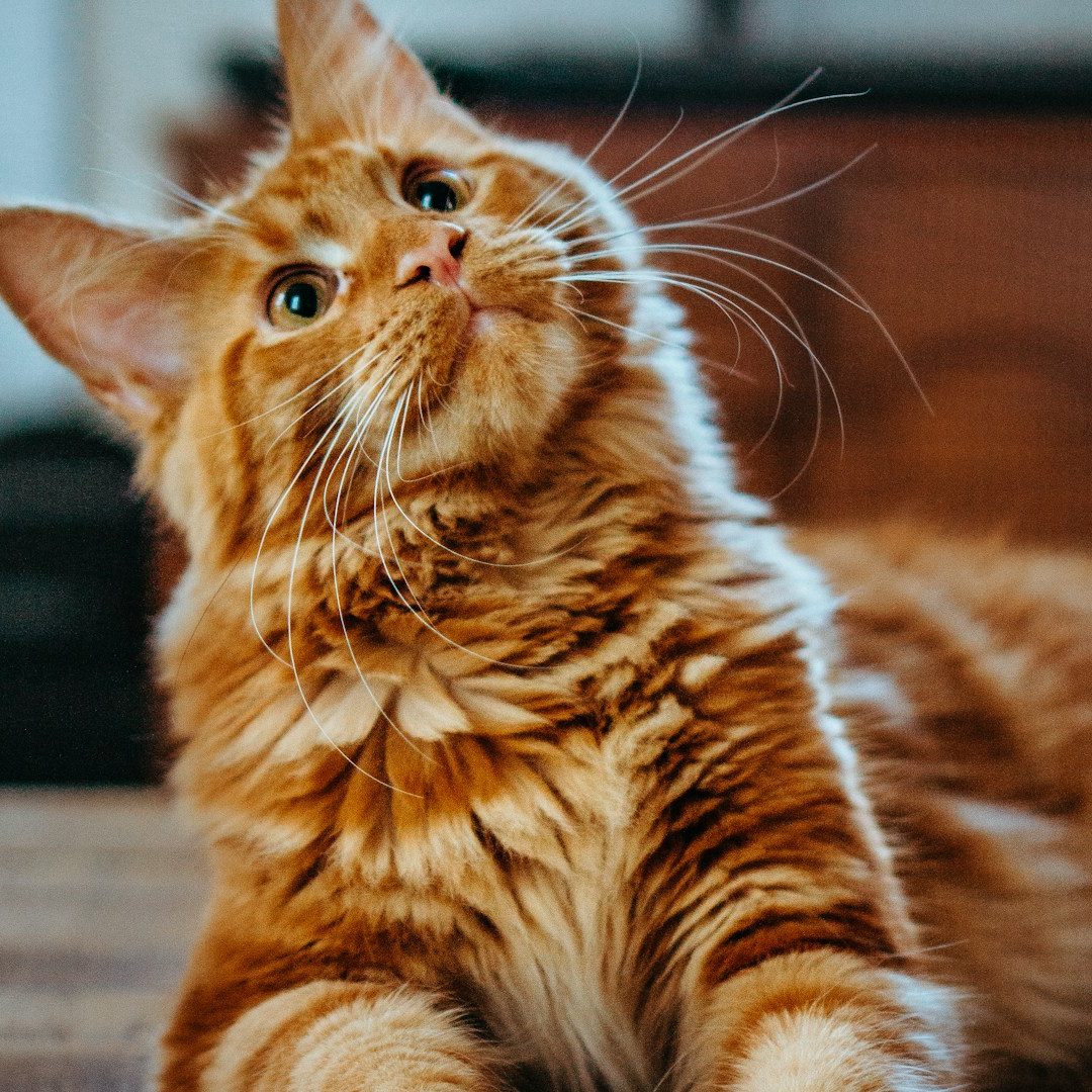 Solihull Cat Sitter Cat relaxing at home under the care of a trusted Solihull pet sitter