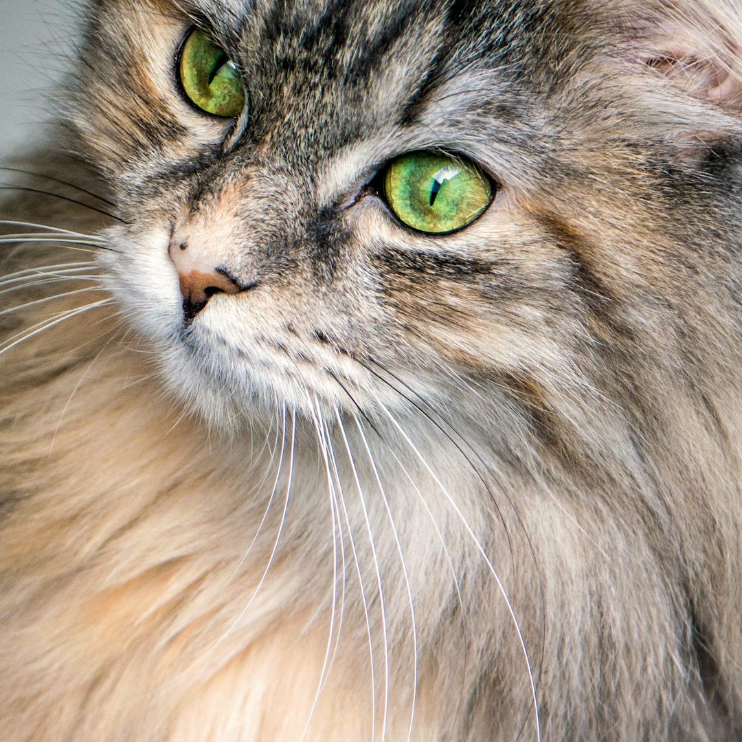 Solihull Cat Sitter Independent cat receiving gentle, professional care in Solihull
